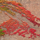 Illustration for article titled Shooting Challenge: Fall Leaves Gallery